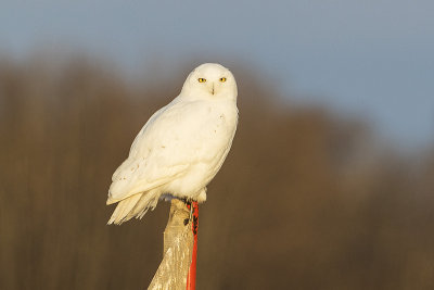 snowy owl 032615_MG_4253 