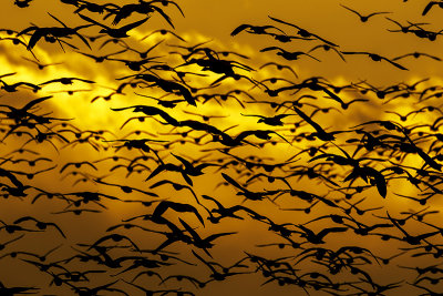 snow geese 032915_MG_5091