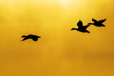 snow geese 032915_MG_5261