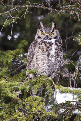 great horned owl 040415_MG_7373 