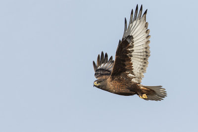 ferruginous hawk 040415_MG_7057 