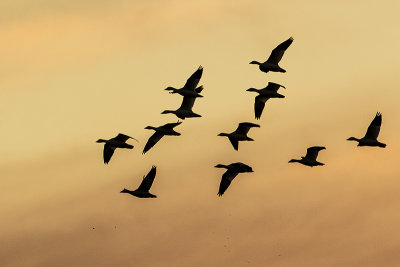 snow geese 041015_MG_7843