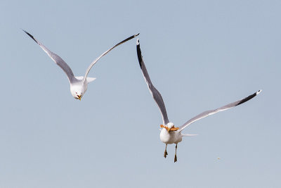 california & ring-billed gulls 041115_MG_9263 