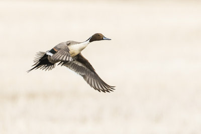 northern pintail 041215_MG_1346 