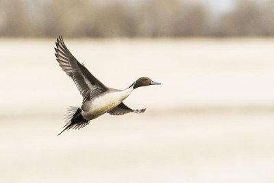 northern pintail 041215_MG_1348 