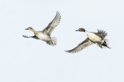 northern pintail 041215_MG_2187
