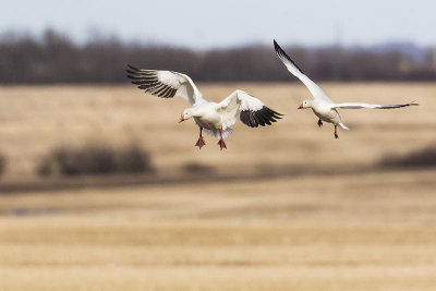 snow geese 041215_MG_1644