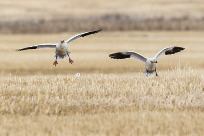 snow geese 041215_MG_1752