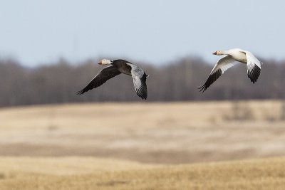 snow geese 041215_MG_2082