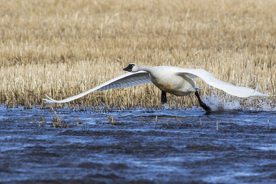 tundra swan 041215_MG_1486