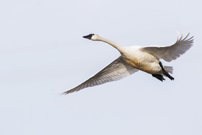 tundra swan 041215_MG_1498