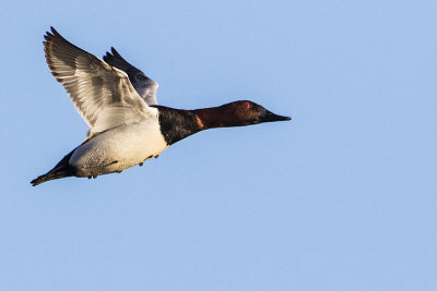 canvasback 041515_MG_3275 