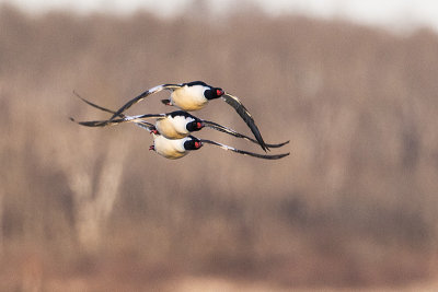 common mergansers 041515_MG_3432 