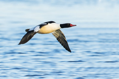 common merganser 041515_MG_3451 