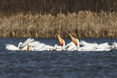 american white pelicans 041815_MG_3560 