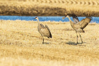 sandhill cranes 041815_MG_4160