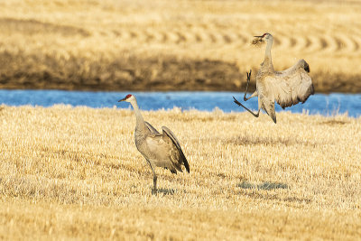 sandhill cranes 041815_MG_4162