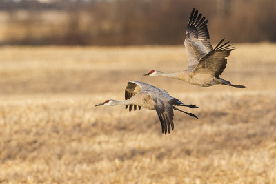 sandhill cranes 041815_MG_4248