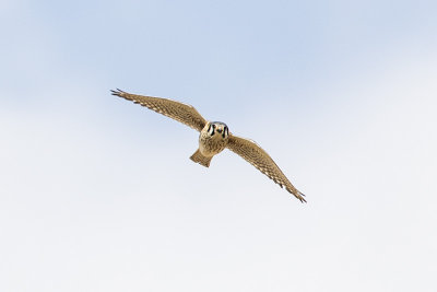 american kestrel 041915_MG_5350