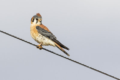 american kestrel 041915_MG_5422
