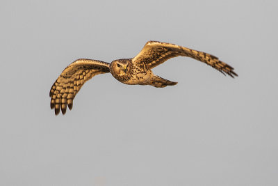 northern harrier 041915_MG_5952 