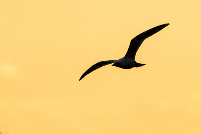 mew gull 042515_MG_8729 