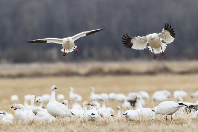 snow geese 042515_MG_7444 