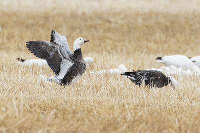 snow geese 042515_MG_7603 