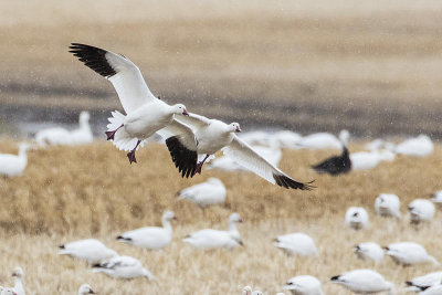 snow geese 042515_MG_7799