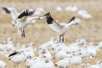 snow geese 042515_MG_7999