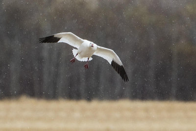 snow goose 042515_MG_8021