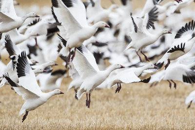 snow geese 042515_MG_8066