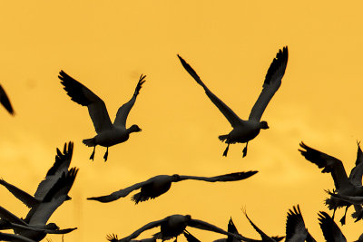 snow geese 042515_MG_8547