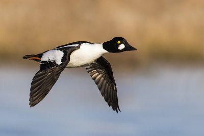 common goldeneye 050815_MG_1083 