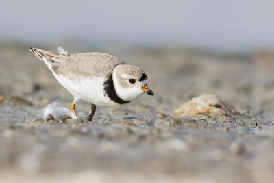 piping plover 050915_MG_2095 