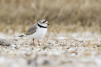 piping plover 050915_MG_2202 