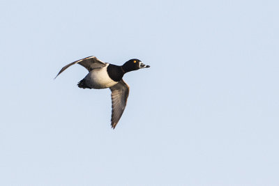 ring-necked duck 050815_MG_1446 