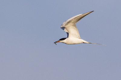 forster's tern 051015_MG_2604 