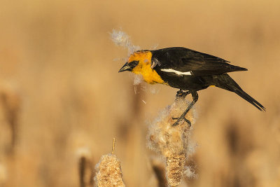yellow-headed blackbird 051115_MG_3094 