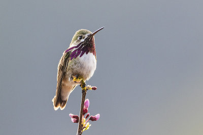 calliope hummingbird 051515_MG_4743 
