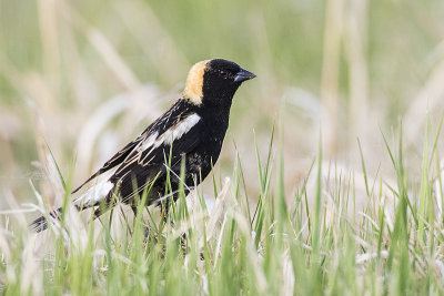 bobolink 052415_MG_9235 