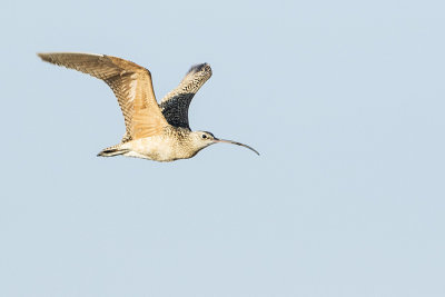 long-billed curlew 052415_MG_7621 
