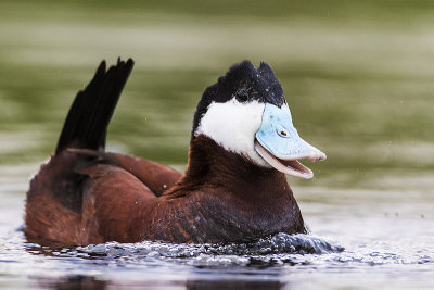 ruddy duck 052515_MG_0120 