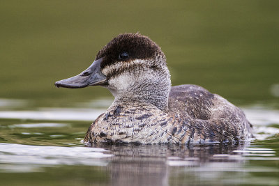 ruddy duck 052515_MG_0165 