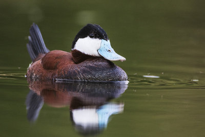 ruddy duck 052515_MG_0310 