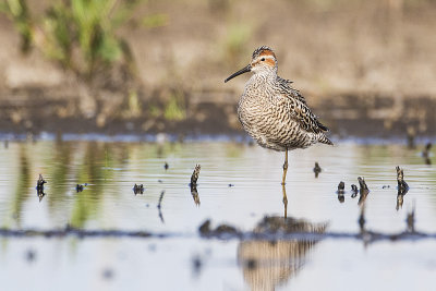 stilt sandpipers 052415_MG_8014 