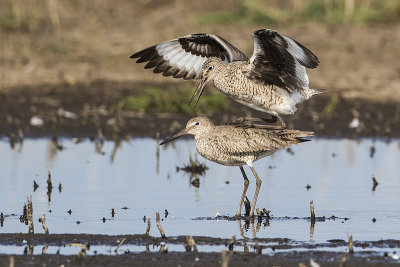willets 052415_MG_7827 