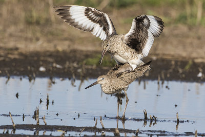 willets 052415_MG_7852 
