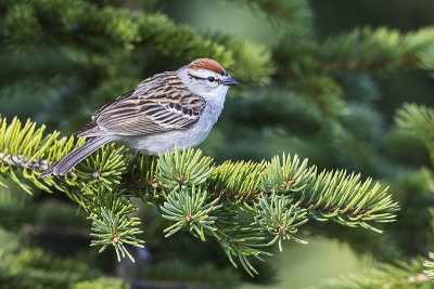chipping sparrow 053115_MG_1547 