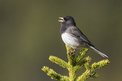 dark-eyed junco 053015_MG_0410 
